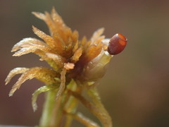 Sphagnum fuscum