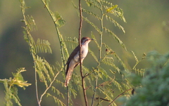 Cacomantis sonneratii