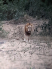 Panthera leo melanochaita