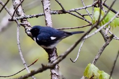 Setophaga caerulescens caerulescens