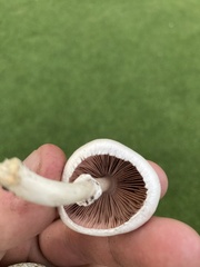 Agaricus campestris