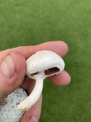 Agaricus campestris