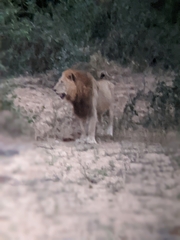 Panthera leo melanochaita