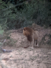 Panthera leo melanochaita