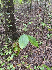 Litylenchus crenatae