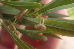 Dodonaea viscosa