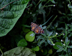 Phyciodes pallescens