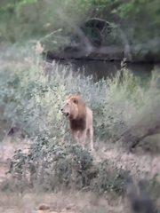 Panthera leo melanochaita