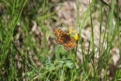 Melitaea celadussa