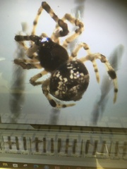 Cryptachaea blattea