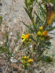 Senecio clivicola