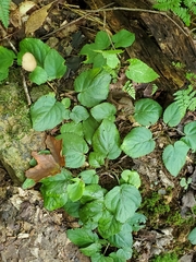 Viola rotundifolia