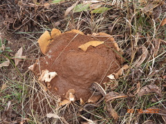 Mycenastrum corium