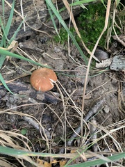 Gyroporus castaneus