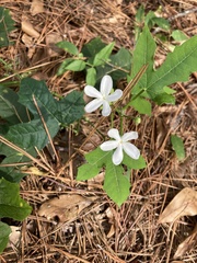 Cnidoscolus stimulosus