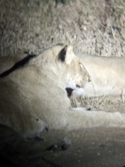 Panthera leo melanochaita