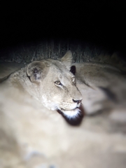 Panthera leo melanochaita