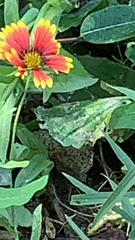 Gaillardia pulchella