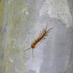 Lithobius variegatus