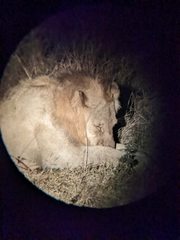 Panthera leo melanochaita