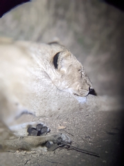 Panthera leo melanochaita