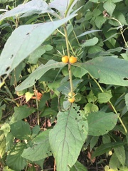 Triosteum aurantiacum