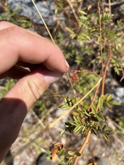 Glycyrrhiza lepidota