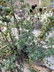Origanum vulgare