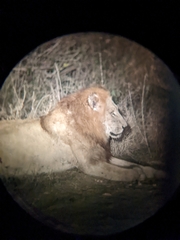 Panthera leo melanochaita