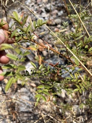 Glycyrrhiza lepidota