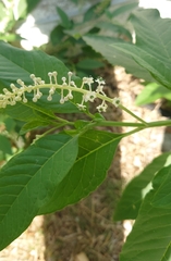 Phytolacca americana