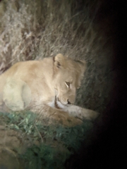 Panthera leo melanochaita