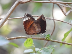 Elymnias hypermnestra