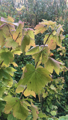 Ribes americanum