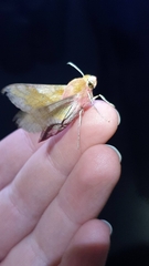 Deilephila porcellus