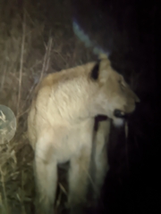Panthera leo melanochaita