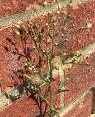 Erigeron canadensis