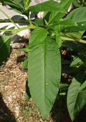 Phytolacca americana