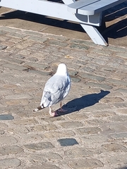 Larus argentatus