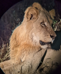 Panthera leo melanochaita
