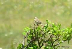 Ammodramus savannarum