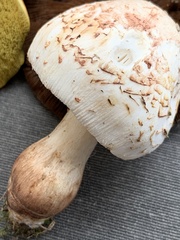 Leucoagaricus