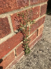 Erigeron canadensis