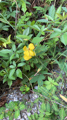 Chamaecrista fasciculata