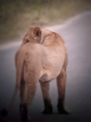 Panthera leo melanochaita