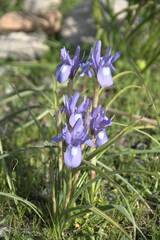 Irideae