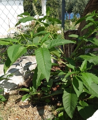 Phytolacca americana