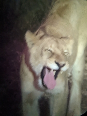 Panthera leo melanochaita