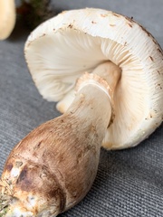 Leucoagaricus