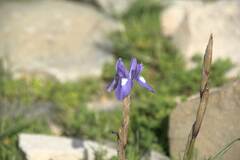 Irideae